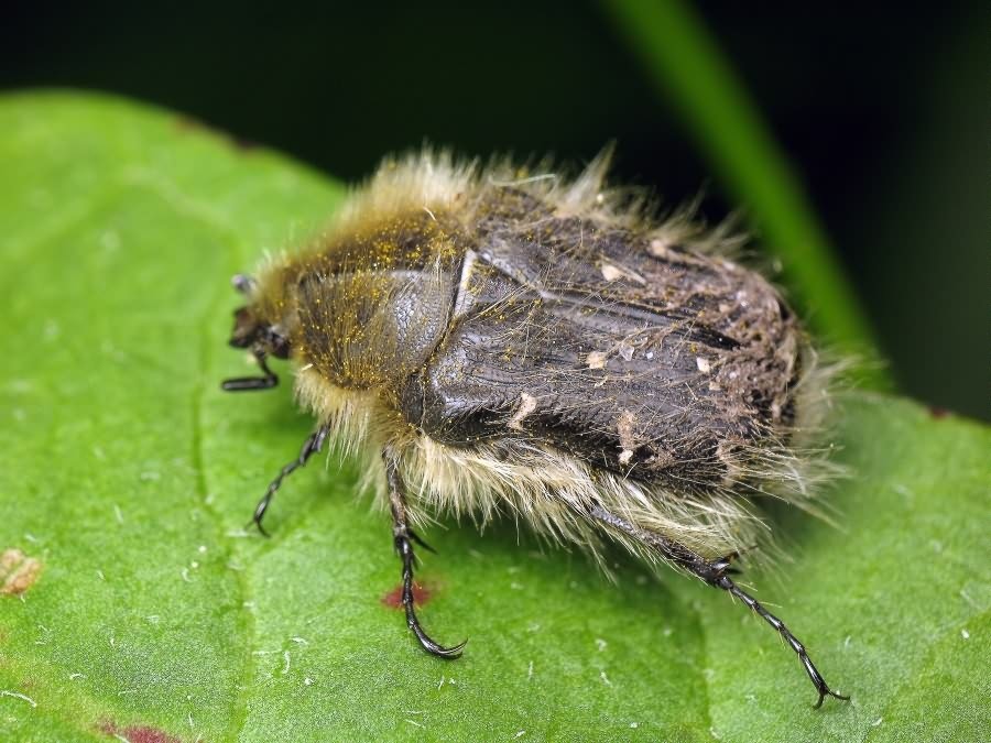 Tropinota hirta (Poda, 1761)